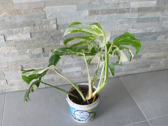 Monstera Albo Variegata - 6 a 7 listů - 4