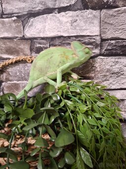 chameleon jemenský - 4