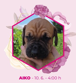 TOSA INU zlatá štěňátka s PP - 4