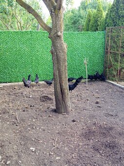 Ayam Cemami - 4