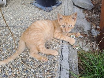 Darujeme kotě - zrzavého kocourka - 4