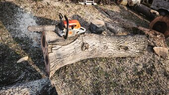 Dřevo ořešáku - 4