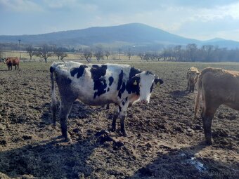 Březí jalovice H100 - 4