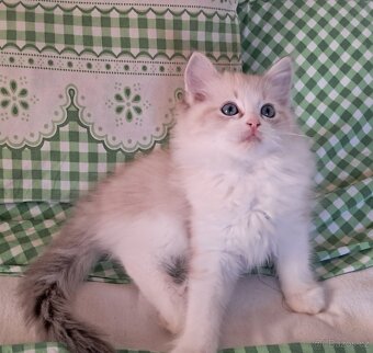 Koťátka ragdoll s PP - 4