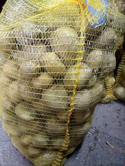 POSLEDNÍ konzumní BRAMBORY 8kč/kg - 4