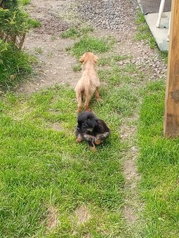 Štěňátka křížence Mops York Krysařík jsou naši předci 🙂 - 4