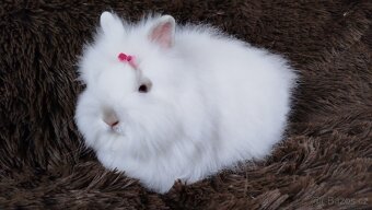 Zakrslý králík, králíček -(TEDDY)-HEIDY - 4
