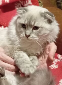 Skotský klapouchý kocourek, odrostlejší kotě. - 4