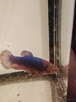 bojovnice bety samci a samice - 4