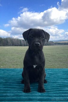 Patterdale teriér - 4