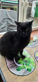 Osiřelý Čertík - 4