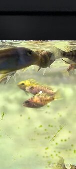 Prodám TLAMOVCE - 4
