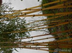 odolne sazenice bambusu v 11L kontejneru (BAMBUSY VYSOČINA) - 4