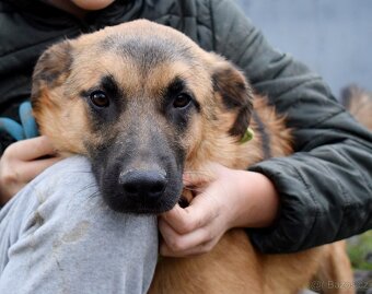 AMIGO K ADOPCI - 1 ROK, HRAVÝ, PŘÁTELSKÝ, VHODNÝ K DĚTEM - 4