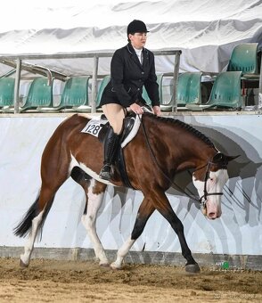 Líbivý 6 letý valach Paint Horse, APH, bay overo - 4