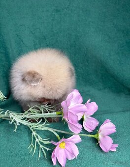 Štěňata pomeraniana s PP FCI - 4