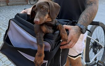 Přepravka na kolo -  Trixie - 4