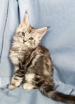 Mainská mývalí- koťátka s PP - 4