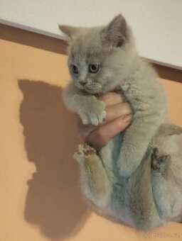 Britská koťata - 4