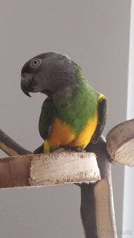 Papoušek Senegalský 7 let - 4