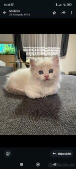 Koťátka Ragdoll - 4