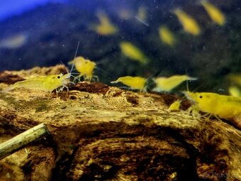 Prodám top krevetky - 4