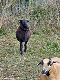 Kamerunský beran - 4