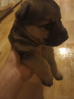 Štěňata NO - 4