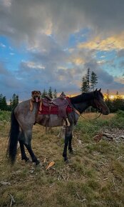 Quarter horse- připouštění (Bay roan) - 4
