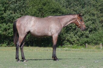 QH hřebeček 2023 - 4