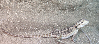Agama vousatá - 4