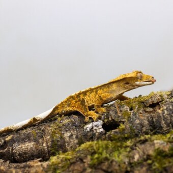 GeckoSVK - Pagekóny a krmivá - 4