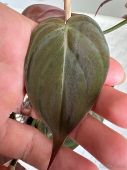 Philodendron scandens Micans - 4