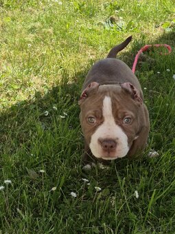 American Bully TOP krevní linie ABKC registrace - 4
