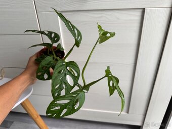 Monstera Monkey mask, Deliciosa, Minima - 4