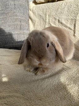 Zakrslý beránek - 4