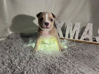 American bully pocket - 4