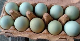 Araukana nasadové vejce - 4