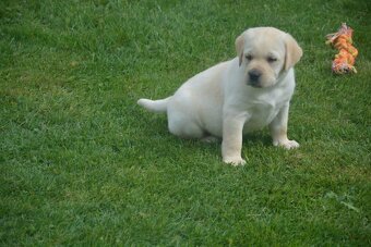 Labrador - 4