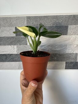 Monstera standleyana,,COBRA'' panašovaná - 4