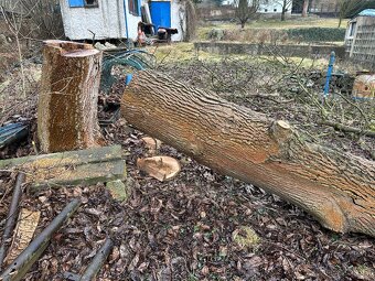 Kmen Ořechu 55cm průměr - 4