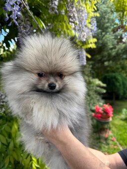 Pomeranian s p.p - 4