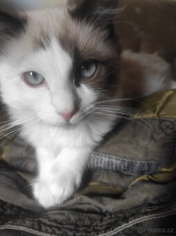 Ragdoll kocourek bez PP - 4