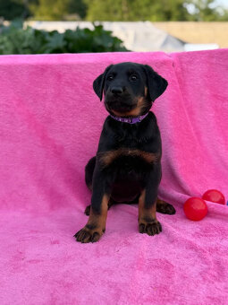 Beauceron štěňátka s PP ze zahraničního spojení - 4