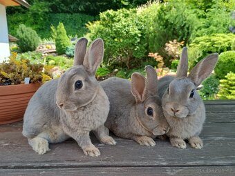 Zakrslý REX divoce modrý holky - 4