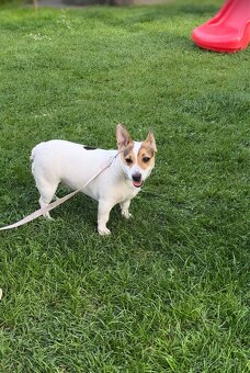 JACK RUSSELL TERIÉR ŠŤEŇÁTKA - 4