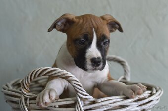 Americký stafordšírský teriér PP - 4