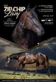 Připouštění QH hřebci 7panel N/N - 4