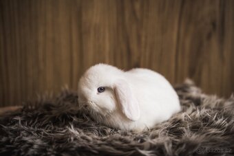 Zakrslý králík - minilop - 4