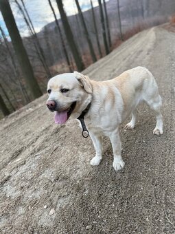 Labrador - 4